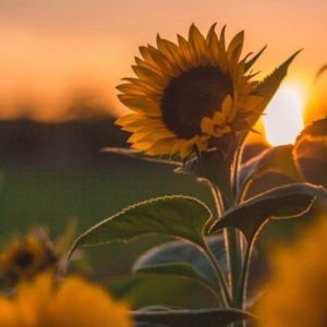 Meet your Posher, Cami